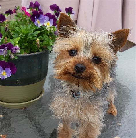 miniature yorkie for adoption|rescue yorkies up for adoption.